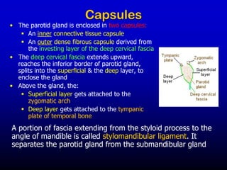 Capsules
• The parotid gland is enclosed in two capsules:
▪ An inner connective tissue capsule
▪ An outer dense fibrous capsule derived from
the investing layer of the deep cervical fascia
• The deep cervical fascia extends upward,
reaches the inferior border of parotid gland,
splits into the superficial & the deep layer, to
enclose the gland
• Above the gland, the:
▪ Superficial layer gets attached to the
zygomatic arch
▪ Deep layer gets attached to the tympanic
plate of temporal bone
A portion of fascia extending from the styloid process to the
angle of mandible is called stylomandibular ligament. It
separates the parotid gland from the submandibular gland
 