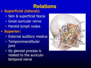 Relations
• Superficial (lateral):
• Skin & superficial fascia
• Great auricular nerve
• Parotid lymph nodes
• Superior:
• External auditory meatus
• Temporomandibular
joint
• Its glenoid process is
related to the auriculo-
temporal nerve
 