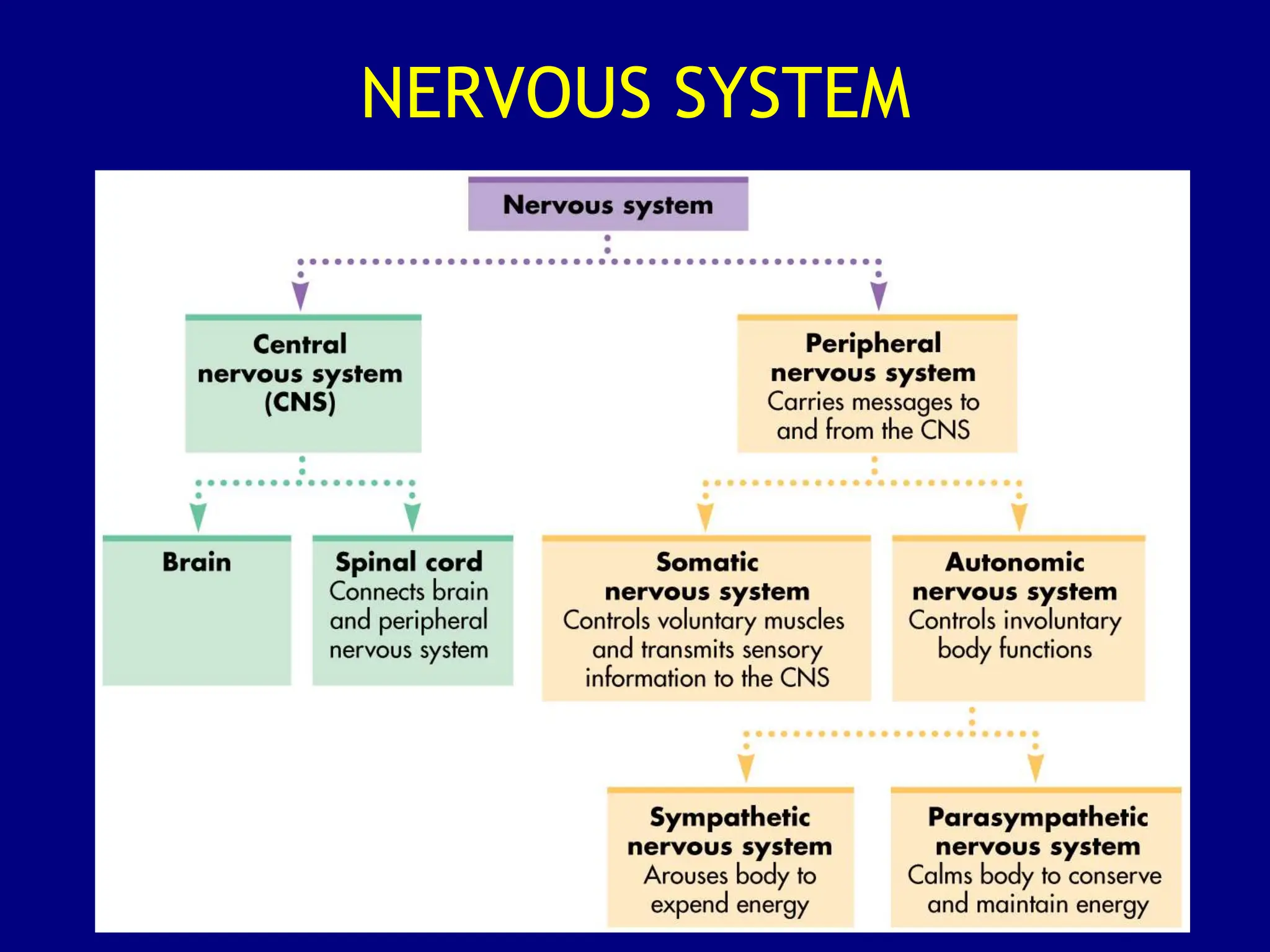 3. Organization of the Nervous system.ppt