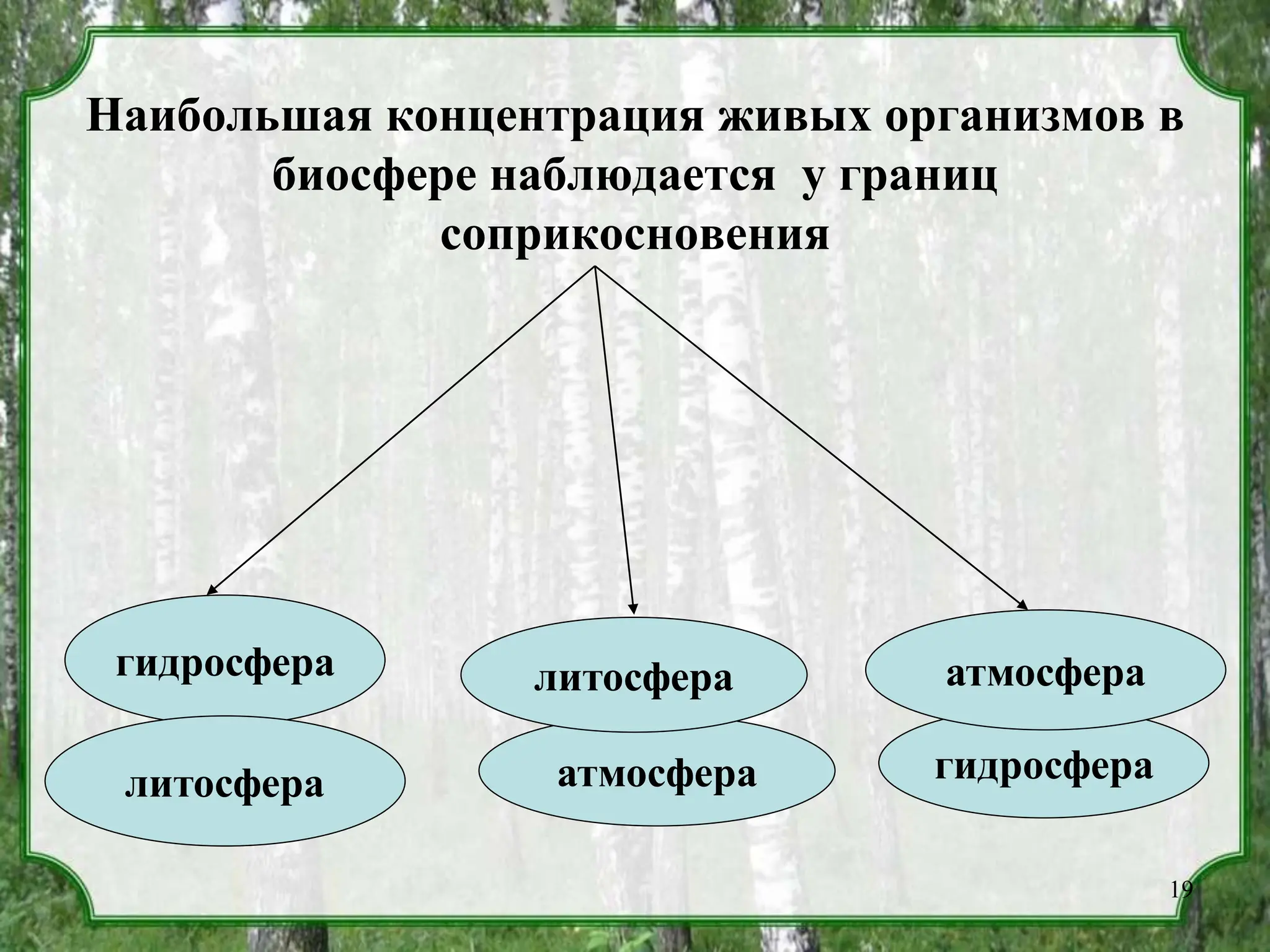 Наибольшая концентрация живых организмов в
биосфере наблюдается у границ
соприкосновения
атмосфера
литосфера
гидросфера
атмосфера
гидросфера
литосфера
19
 