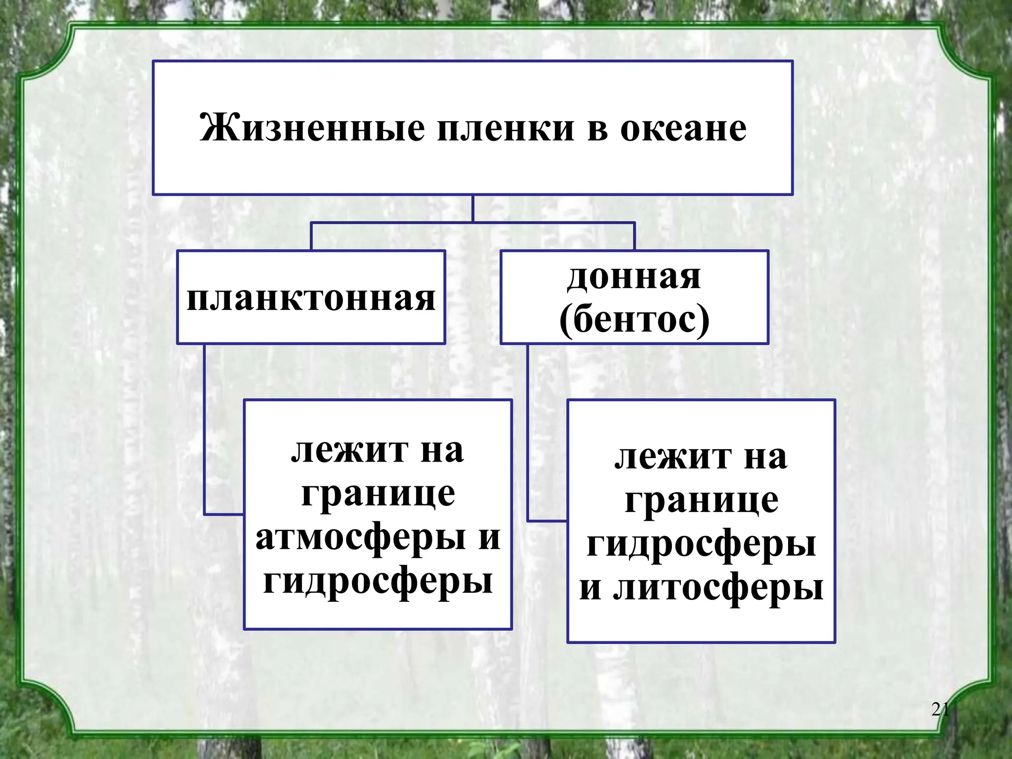 Жизненные пленки в океане
планктонная
лежит на
границе
атмосферы и
гидросферы
донная
(бентос)
лежит на
границе
гидросферы
и литосферы
21
 