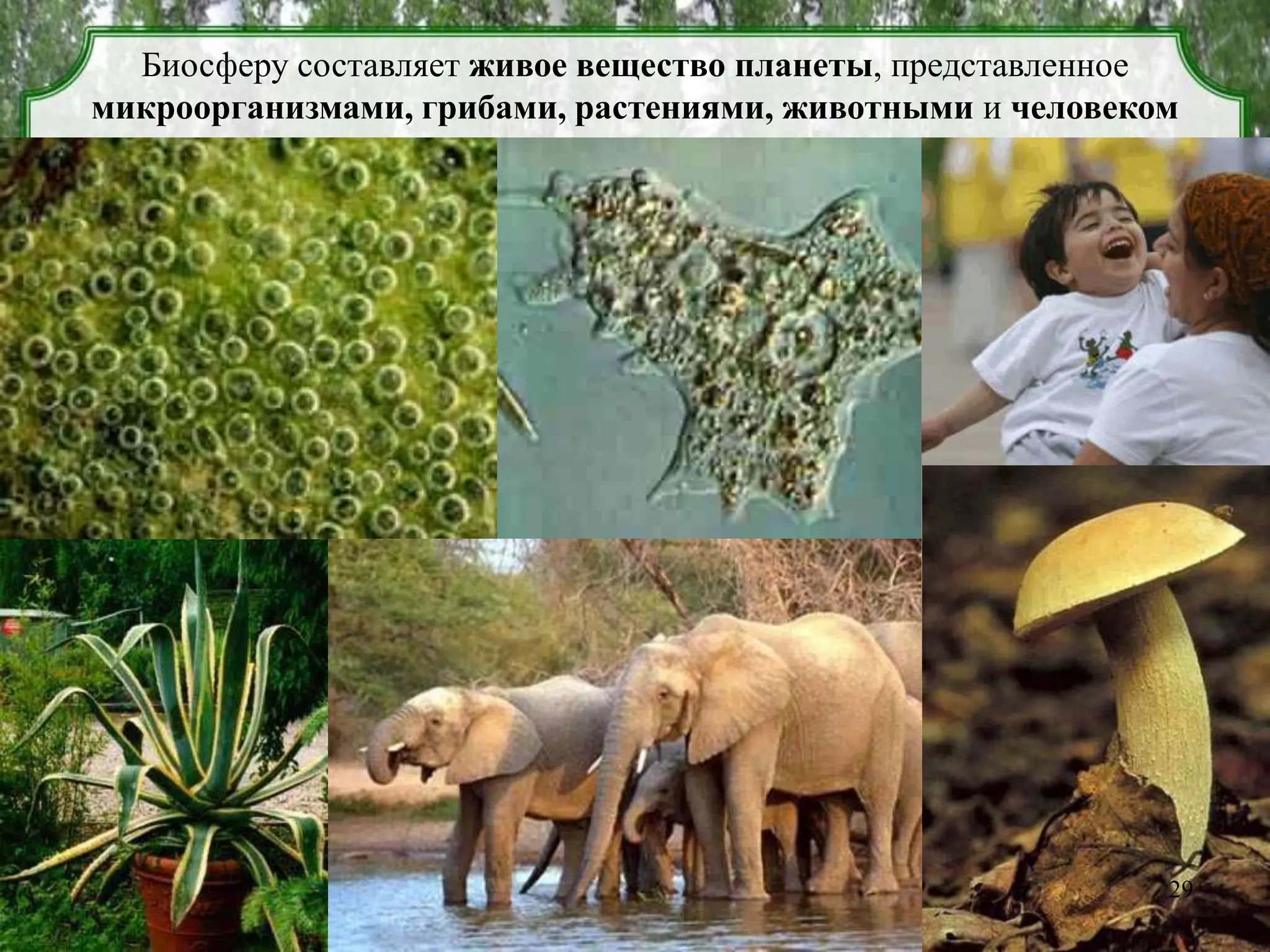 Биосферу составляет живое вещество планеты, представленное
микроорганизмами, грибами, растениями, животными и человеком
29
 