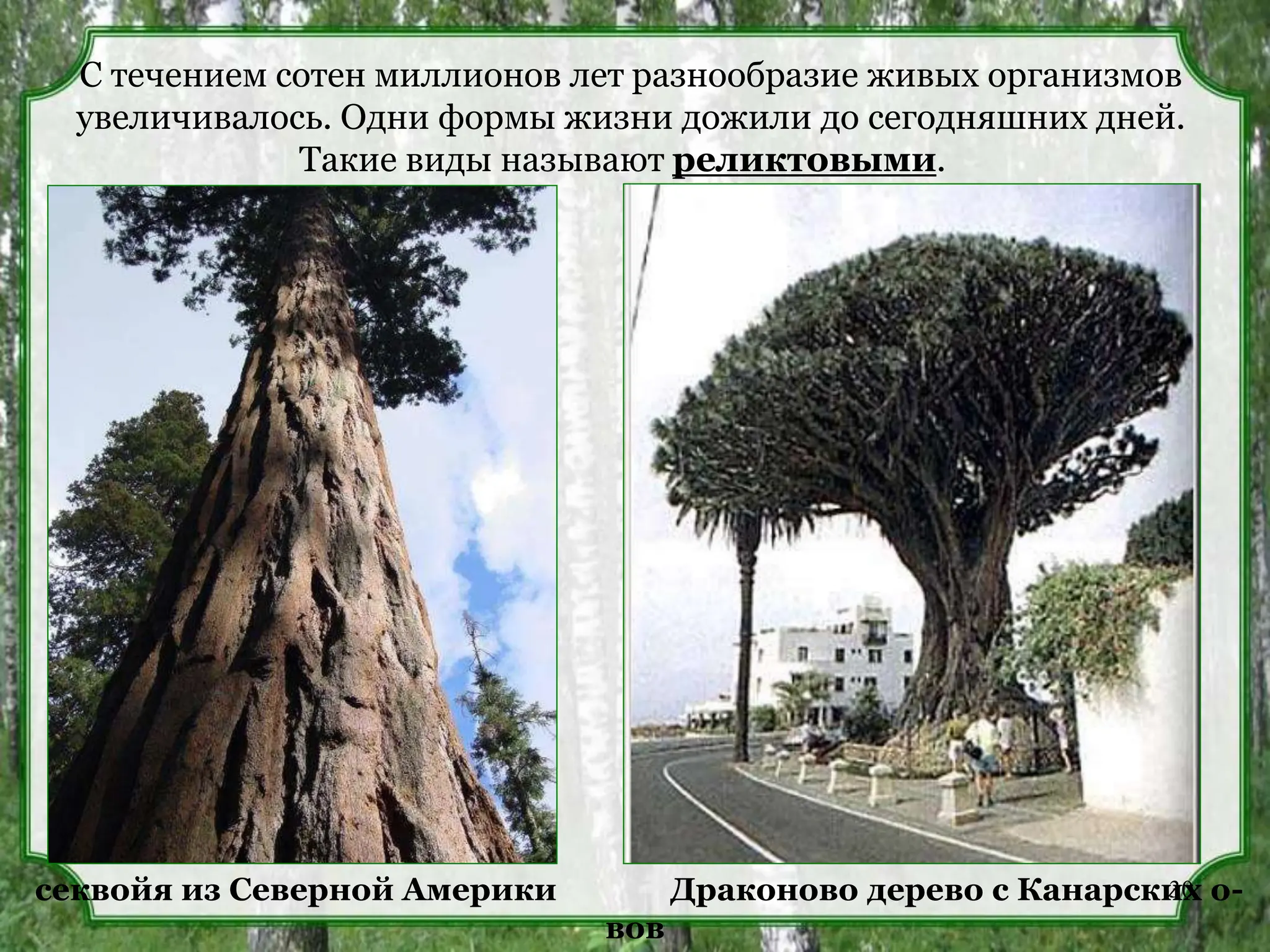 С течением сотен миллионов лет разнообразие живых организмов
увеличивалось. Одни формы жизни дожили до сегодняшних дней.
Такие виды называют реликтовыми.
секвойя из Северной Америки Драконово дерево с Канарских о-
вов
30
 