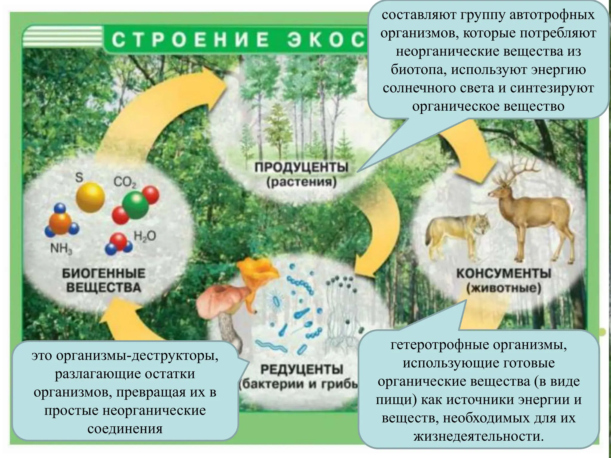 Ведущая активная роль в процессах взаимодействия
компонентов биогеоценоза принадлежит живым
существам.
42
составляют группу автотрофных
организмов, которые потребляют
неорганические вещества из
биотопа, используют энергию
солнечного света и синтезируют
органическое вещество
гетеротрофные организмы,
использующие готовые
органические вещества (в виде
пищи) как источники энергии и
веществ, необходимых для их
жизнедеятельности.
это организмы-деструкторы,
разлагающие остатки
организмов, превращая их в
простые неорганические
соединения
 