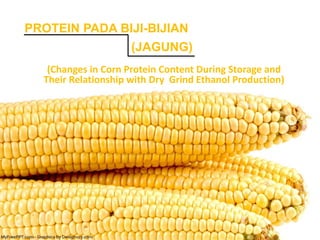 PROTEIN PADA BIJI-BIJIAN
(JAGUNG)
(Changes in Corn Protein Content During Storage and
Their Relationship with Dry Grind Ethanol Production)
 
