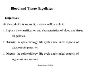 Blood and Tissue flagellates
Objectives
At the end of this sub-unit, students will be able to:
1. Explain the classification and characteristics of blood and tissue
flagellates
2. Discuss the epidemiology, life cycle and clinical aspects of
Leishmania parasites
3. Discuss the epidemiology, life cycle and clinical aspects of
trypanosoma species
By: Asmamaw Tesfaye
 