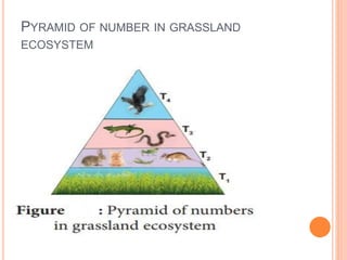 PYRAMID OF NUMBER IN GRASSLAND
ECOSYSTEM
 
