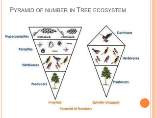 PYRAMID OF NUMBER IN TREE ECOSYSTEM
 