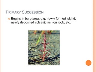 PRIMARY SUCCESSION
 Begins in bare area, e.g. newly formed island,
newly deposited volcanic ash on rock, etc.
 