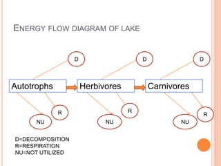 Autotrophs Herbivores Carnivores
ENERGY FLOW DIAGRAM OF LAKE
D D D
NU
R
NU NU
R
R
D=DECOMPOSITION
R=RESPIRATION
NU=NOT UTILIZED
 