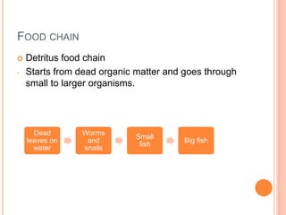 FOOD CHAIN
 Detritus food chain
- Starts from dead organic matter and goes through
small to larger organisms.
Dead
leaves on
water
Worms
and
snails
Small
fish
Big fish
 