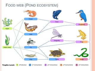 FOOD WEB (POND ECOSYSTEM)
 