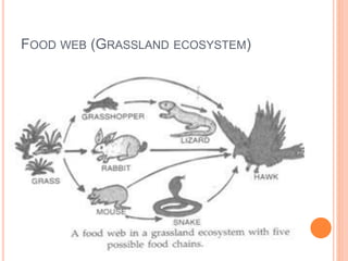 FOOD WEB (GRASSLAND ECOSYSTEM)
 
