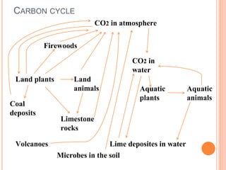 CARBON CYCLE
CO2 in atmosphere
CO2 in
water
Firewoods
Land plants Land
animals
Coal
deposits
Limestone
rocks
Volcanoes Lime deposites in water
Microbes in the soil
Aquatic
plants
Aquatic
animals
 