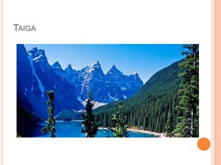 TAIGA
 