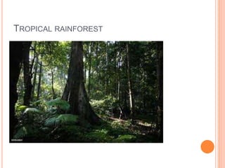 TROPICAL RAINFOREST
 