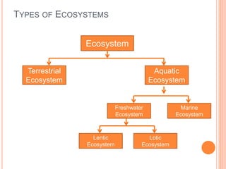 TYPES OF ECOSYSTEMS
Ecosystem
Terrestrial
Ecosystem
Aquatic
Ecosystem
Freshwater
Ecosystem
Marine
Ecosystem
Lentic
Ecosystem
Lotic
Ecosystem
 