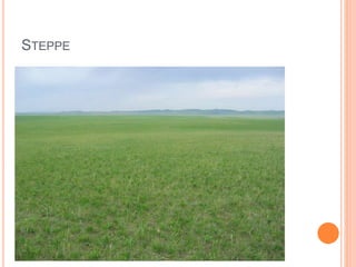 STEPPE
 