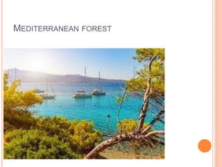 MEDITERRANEAN FOREST
 