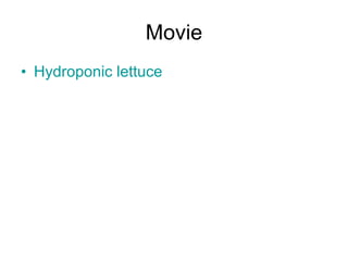 Movie Hydroponic lettuce 
