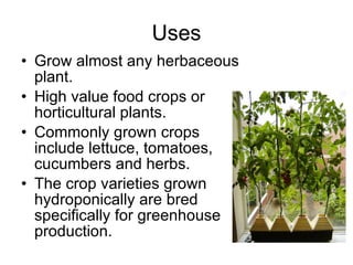 Uses Grow almost any herbaceous plant.  High value food crops or horticultural plants.  Commonly grown crops include lettuce, tomatoes, cucumbers and herbs.  The crop varieties grown hydroponically are bred specifically for greenhouse production.  