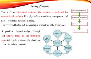 The preferred biological material like enzyme is preferred for
conventional methods like physical or membrane entrapment and
non- covalent or covalent binding.
The preferred biological material is in contact with the transducer.
Working of biosensors
To produce a bound analyte, through
the analyte binds to the biological
material which produces the electrical
response to be measured.
3
 