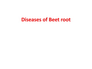 Diseases of Beet root
 