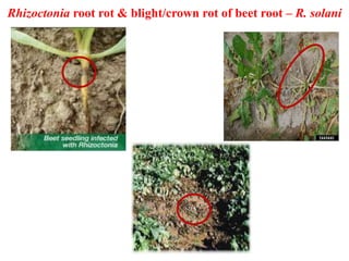 Beet root. Diseases management ,production pdf. | PPTX