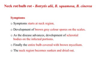 Neck Rot Onion, garlic diseases and their aspects. | PPTX