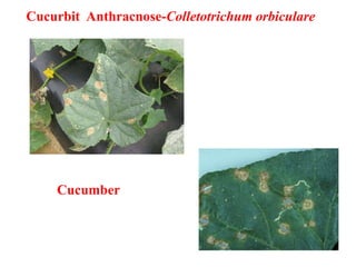 Cucurbit Insects Cucurbits. pests and diseases management | PPTX