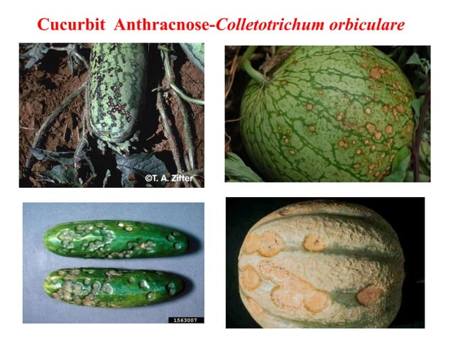 Cucurbit Insects Cucurbits. pests and diseases management | PPTX | Gardening | Home & Garden