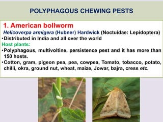 POLYPHAGOUS CHEWING PESTS
1. American bollworm
Helicoverpa armigera (Hubner) Hardwick (Noctuidae: Lepidoptera)
•Distributed in India and all over the world
Host plants:
•Polyphagous, multivoltine, persistence pest and it has more than
150 hosts.
•Cotton, gram, pigeon pea, pea, cowpea, Tomato, tobacco, potato,
chilli, okra, ground nut, wheat, maize, Jowar, bajra, cress etc.
 