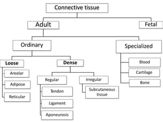 3. Connective tissue (1).pptx by Dr Iqra Osman | PPTX