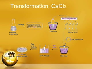 3 . Molecular Cloning and screening strategies by using E.coli as Host.pptx