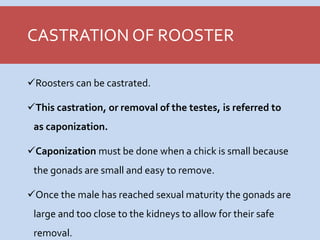 3.1 Poultry Production in Agriculture.ppt