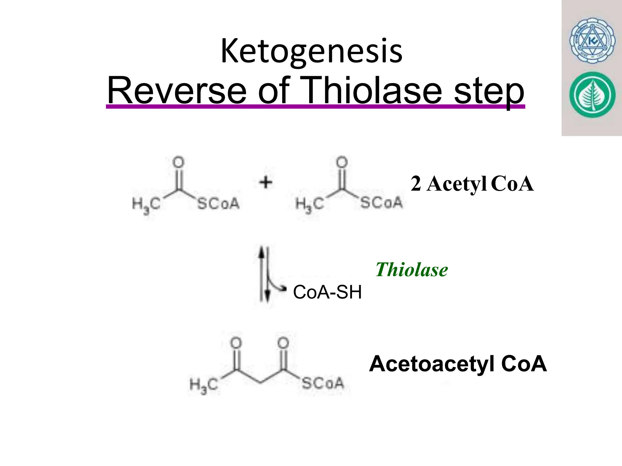 KETONE BODY METABOLISM. FOR MBBS, BDS, LABORATORY MEDICINE pptx | PPTX