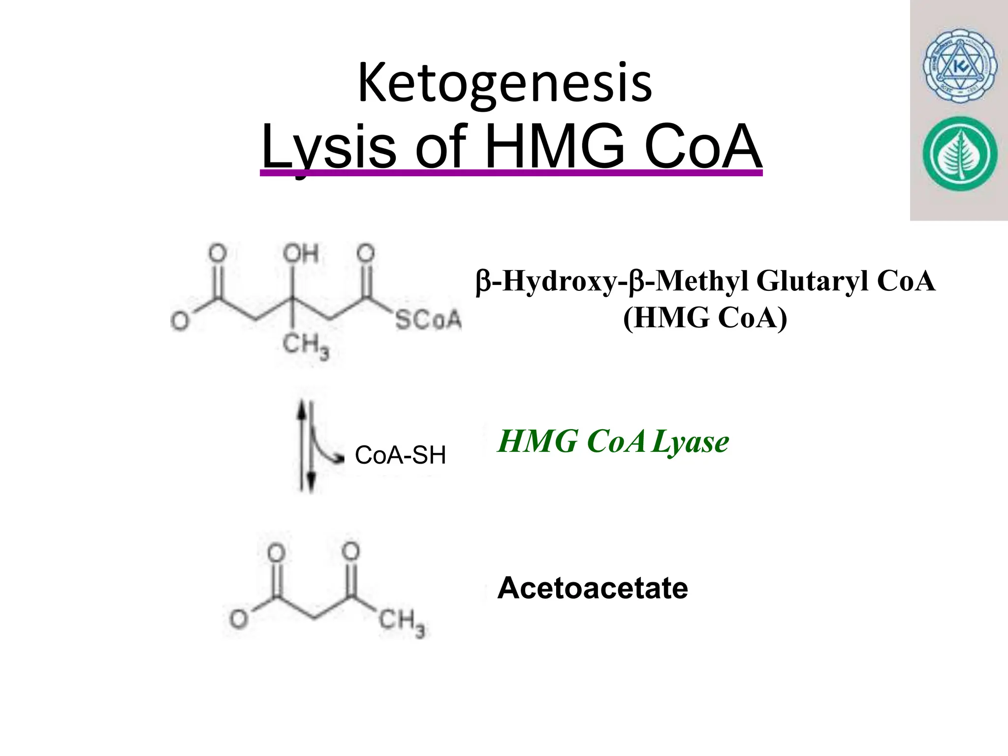 KETONE BODY METABOLISM. FOR MBBS, BDS, LABORATORY MEDICINE pptx | PPTX