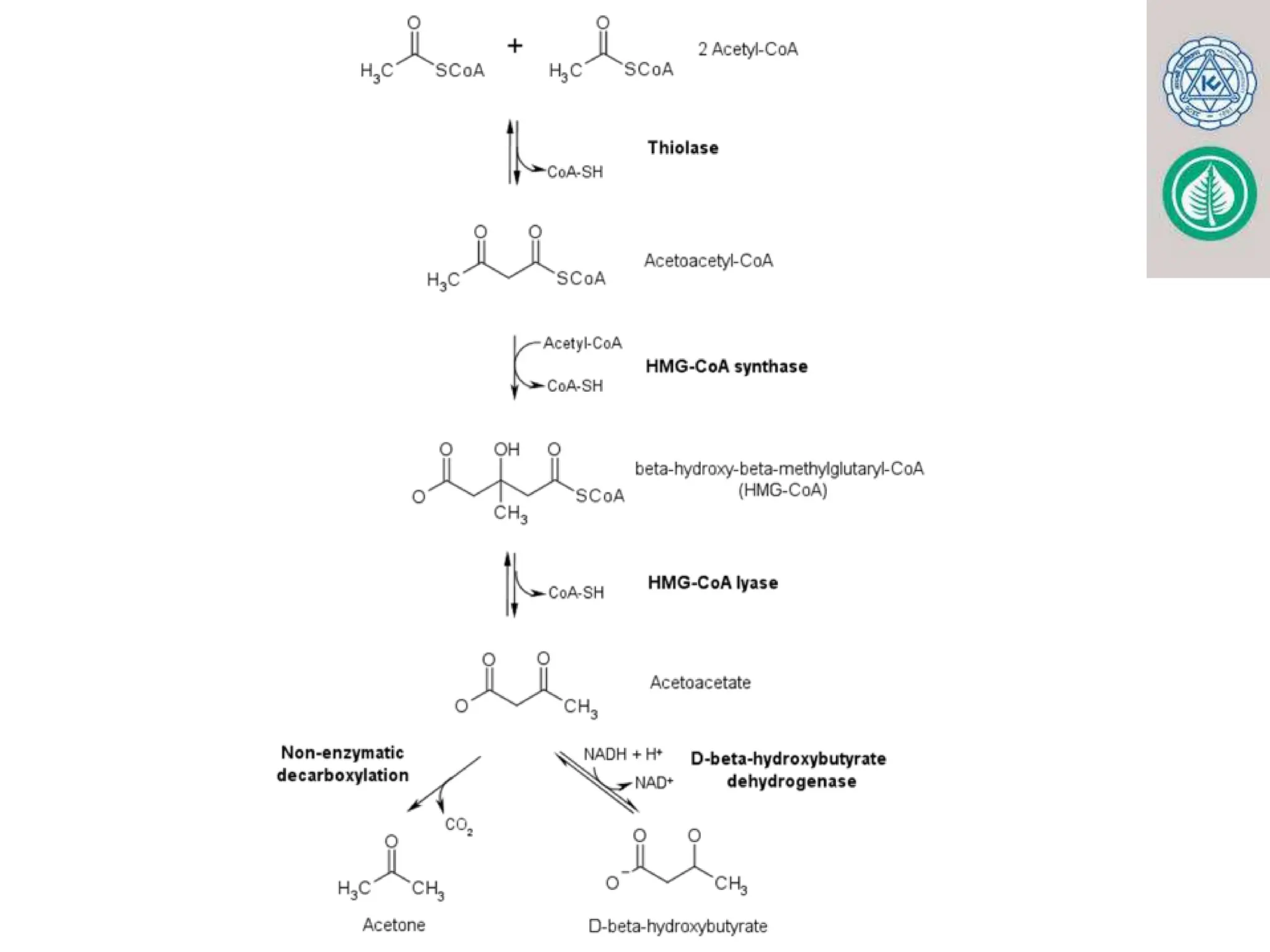 KETONE BODY METABOLISM. FOR MBBS, BDS, LABORATORY MEDICINE pptx | PPTX