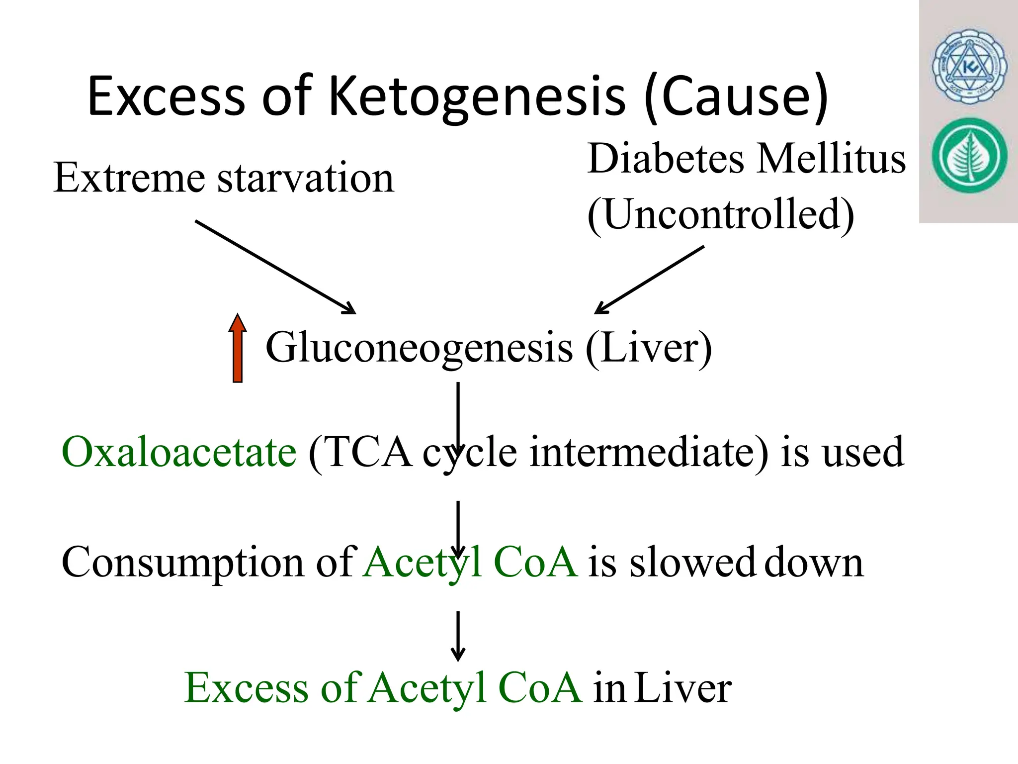 KETONE BODY METABOLISM. FOR MBBS, BDS, LABORATORY MEDICINE pptx | PPTX