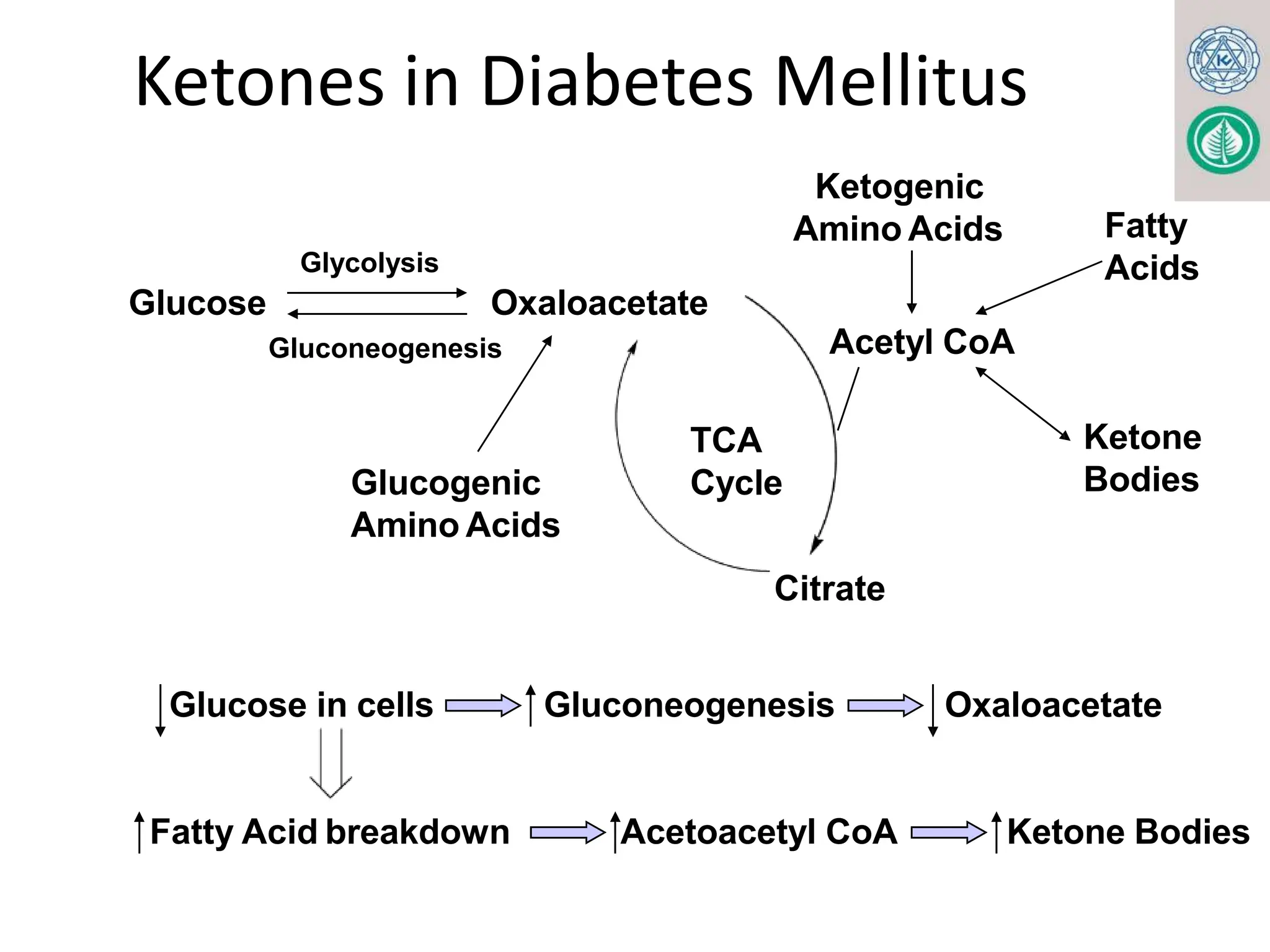KETONE BODY METABOLISM. FOR MBBS, BDS, LABORATORY MEDICINE pptx | PPTX