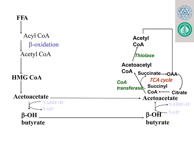 KETONE BODY METABOLISM. FOR MBBS, BDS, LABORATORY MEDICINE pptx | PPTX ...