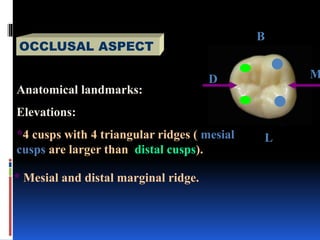 Occlusal Marginal Ridge First and Second mandibular Molars and Human Occlusion | PPT