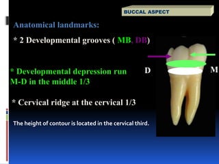Mid Developmental Ridge First and Second mandibular Molars and Human Occlusion | PPT
