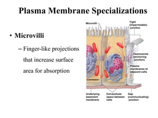 Plasma Membrane Specializations
• Microvilli
– Finger-like projections
that increase surface
area for absorption
 