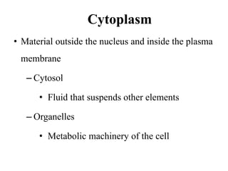 Cytoplasm
• Material outside the nucleus and inside the plasma
membrane
– Cytosol
• Fluid that suspends other elements
– Organelles
• Metabolic machinery of the cell
 