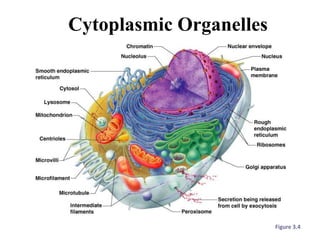 Cytoplasmic Organelles
Figure 3.4
 