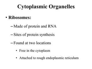 Cytoplasmic Organelles
• Ribosomes:
–Made of protein and RNA
–Sites of protein synthesis
–Found at two locations
• Free in the cytoplasm
• Attached to rough endoplasmic reticulum
 