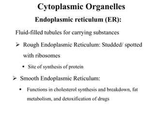 Cytoplasmic Organelles
Endoplasmic reticulum (ER):
Fluid-filled tubules for carrying substances
 Rough Endoplasmic Reticulum: Studded/ spotted
with ribosomes
 Site of synthesis of protein
 Smooth Endoplasmic Reticulum:
 Functions in cholesterol synthesis and breakdown, fat
metabolism, and detoxification of drugs
 