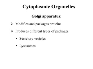 Cytoplasmic Organelles
Golgi apparatus:
 Modifies and packages proteins
 Produces different types of packages
• Secretory vesicles
• Lysosomes
 