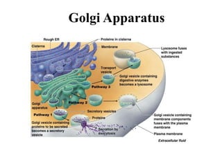 Golgi Apparatus
 